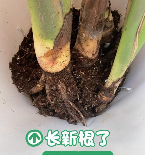 正确浇水，让天堂鸟健康成长（掌握天堂鸟浇水技巧，让它们在你家里美丽绽放）