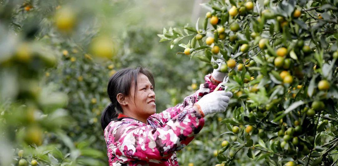 金桔成熟上市的季节（探秘金桔的成熟期和营养价值）