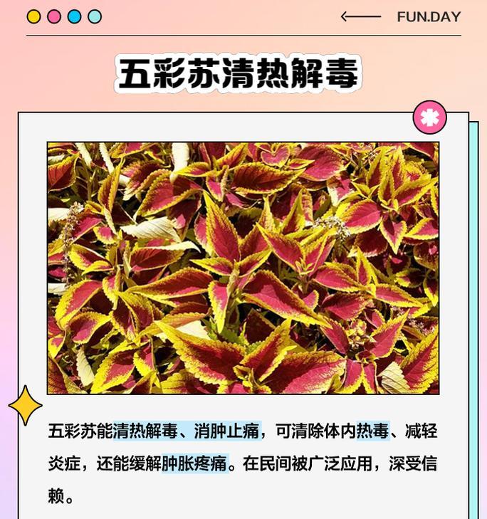 五彩苏（了解五彩苏的生长特点与美丽花朵）