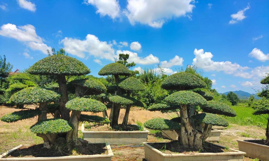 揭秘节白蜡真相（关于节白蜡有毒的疑问解答）