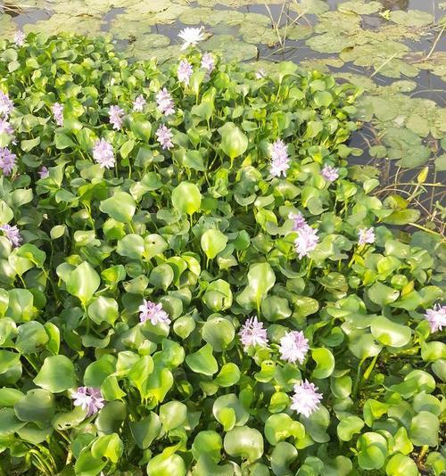 水葫芦——一种常见的水生植物（了解水葫芦的生长环境与特点）