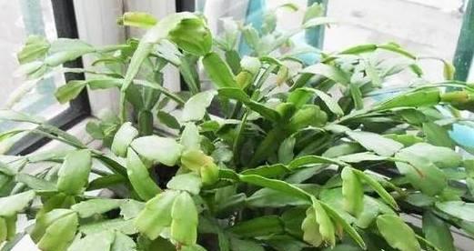 蟹爪兰的合适土壤与配土方法（“蟹爪兰”的种植技巧与土壤要求）