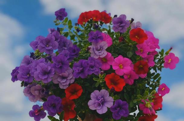 舞春花的养殖方法与注意事项（花期长、花色艳丽，这些你需要知道）