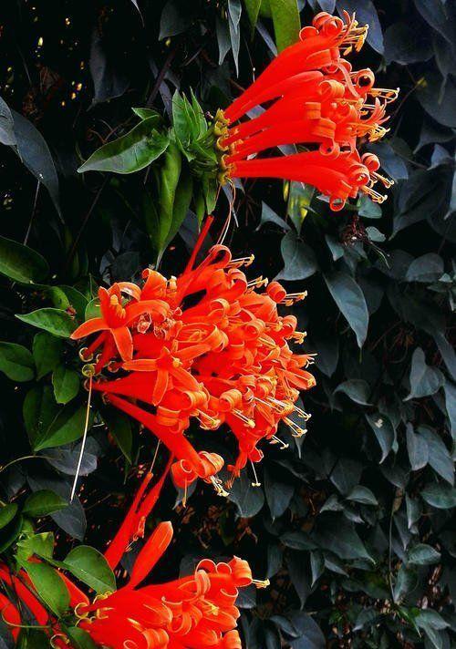 炮仗花开花时间与特点解析（探寻炮仗花开花的时节与魅力）