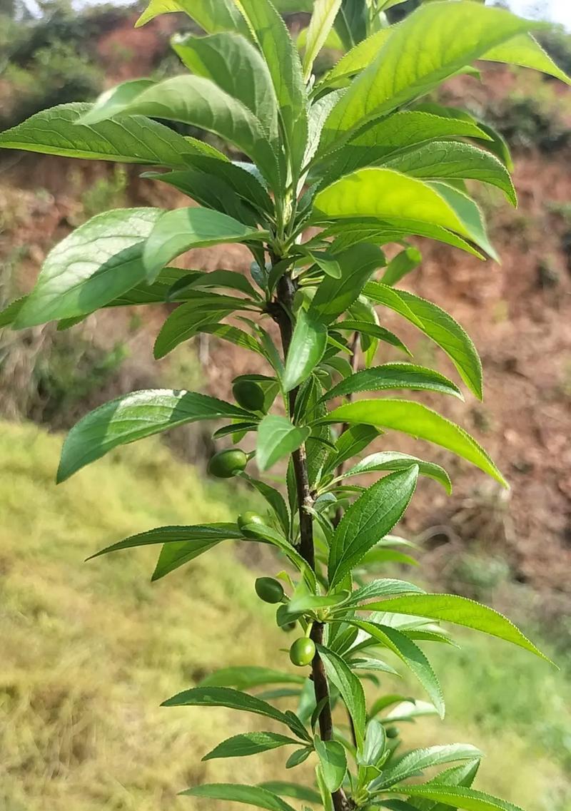 李子树几年结果实的奥秘（探寻李子树果实丰收之道）