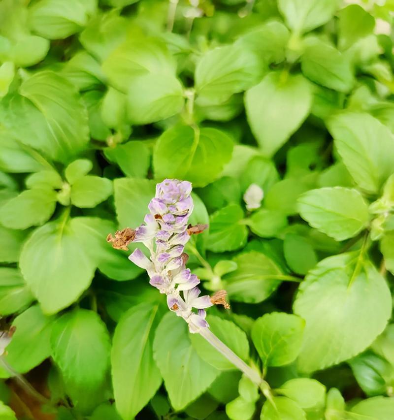 鼠尾草的神奇效益（解析鼠尾草的功效与作用，探究其医疗与美容价值）