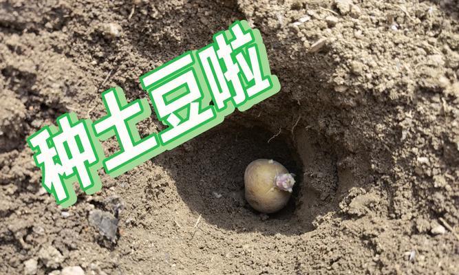 从选地到收获，带你一步步种土豆（从选地到收获，带你一步步种土豆）