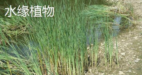 探秘水中生长的神奇植物（了解水中植物的种类和特点）