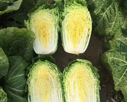 大白菜品种排名口感最好的Top5（从口感角度出发，排行最好吃的大白菜品种）
