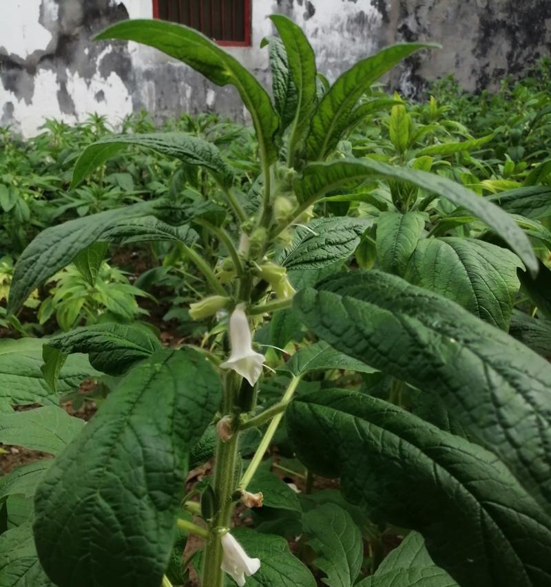 如何修剪节节高叶子？（方法详解，轻松掌握修剪技巧！）