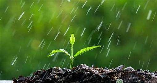 雨水浇花，绿色生活（收集雨水浇花的好处）