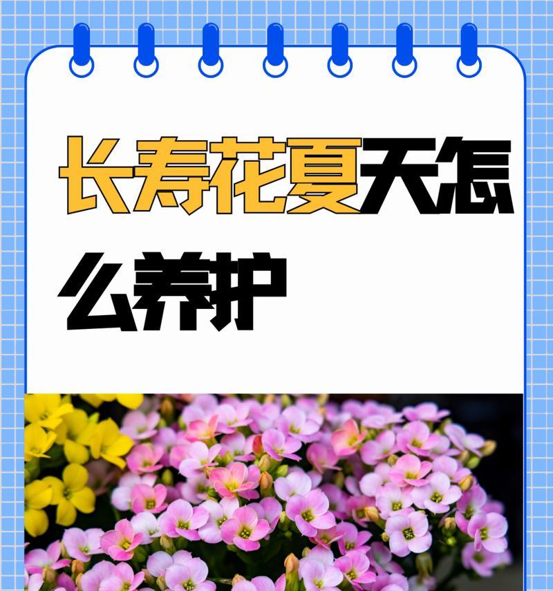 长寿花修剪技巧与注意事项（打造健康美丽的长寿花）