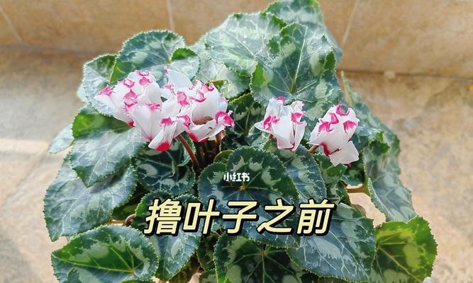 仙客来烂根治理方法剖析（掌握这些方法，让你轻松应对仙客来烂根）
