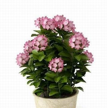 室内植物装饰-卧室篇（15种适合放在卧室的花卉，打造健康又舒适的睡眠环境）