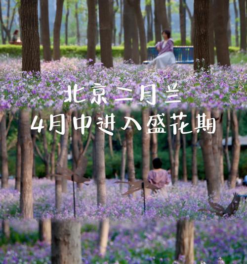 二月兰花的生长与开花（探究二月兰花的生命周期及兰花养护技巧）