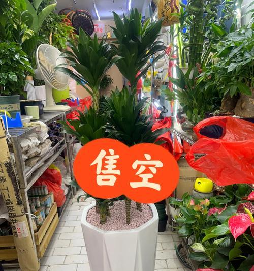 太阳神花水培养护指南（打造清新自然的室内花园）