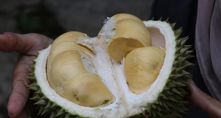 榴莲核的营养功效与食用方法（了解榴莲核的惊人功效，掌握正确食用方法）