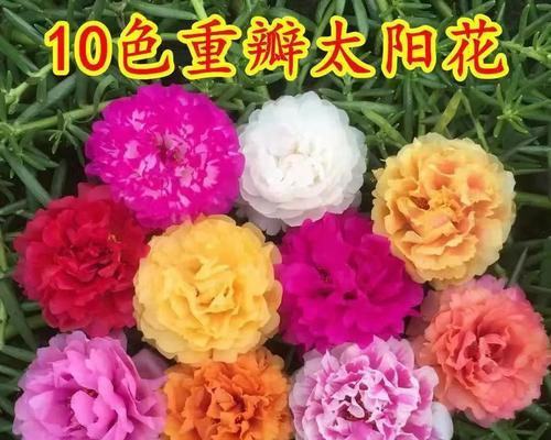 太阳花的生长与开花时间（季节特点及开花关键时期）