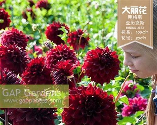 大丽花地栽技巧及注意事项（让你的花园也能绽放美丽的大丽花）