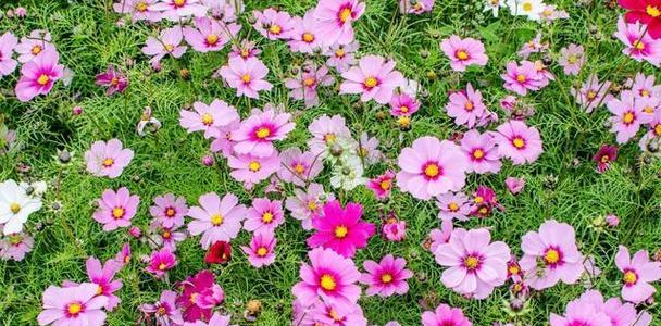 探秘格桑花的美丽传说（格桑花的由来、传说、象征意义与现代文化价值）
