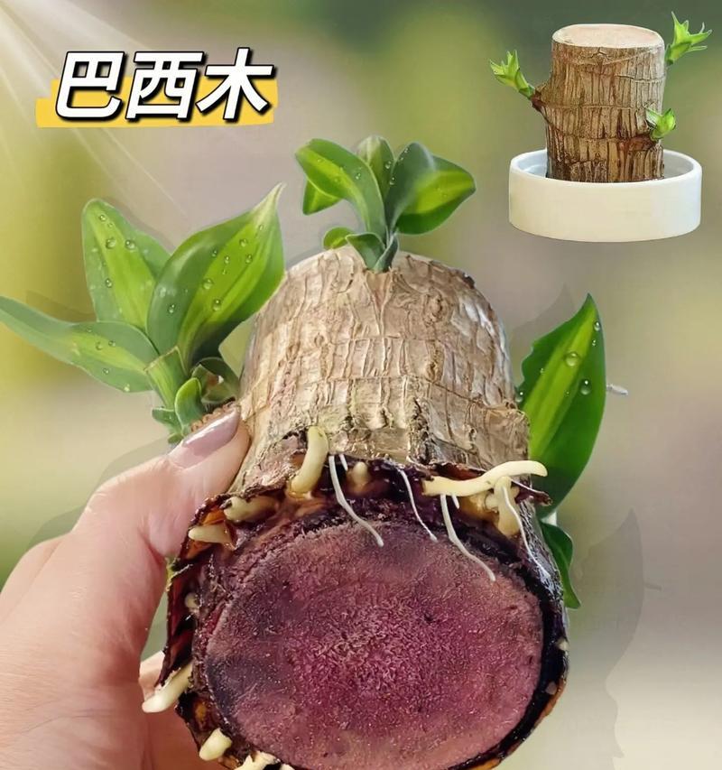 时来运转——一种意外之美