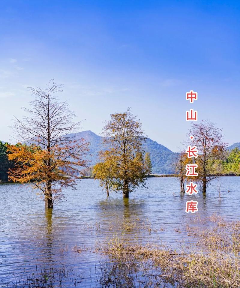 水杉的生长环境条件及特点（水杉生态、生长周期、适应性等方面的详细介绍）