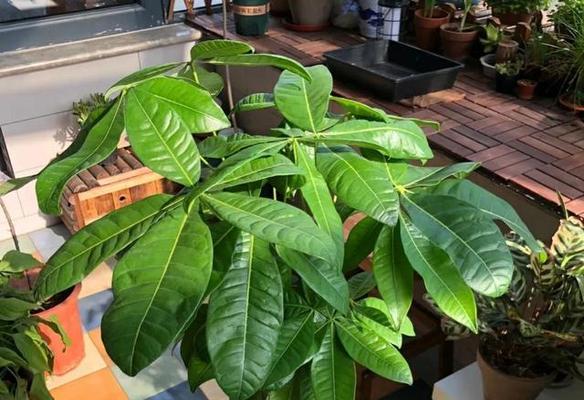 小发财树的养护指南——助你茂盛成长（手把手教你如何养护小发财树）