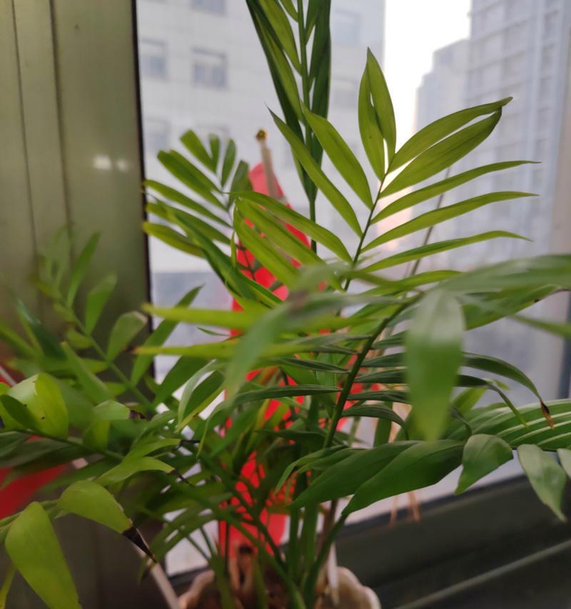 如何养护袖珍椰子？（养殖方法与养护要点详解。）