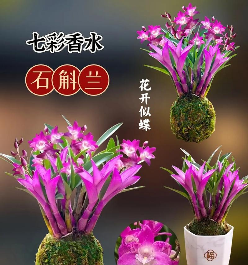 家里养石斛的风水作用（养石斛，家里福气多多）