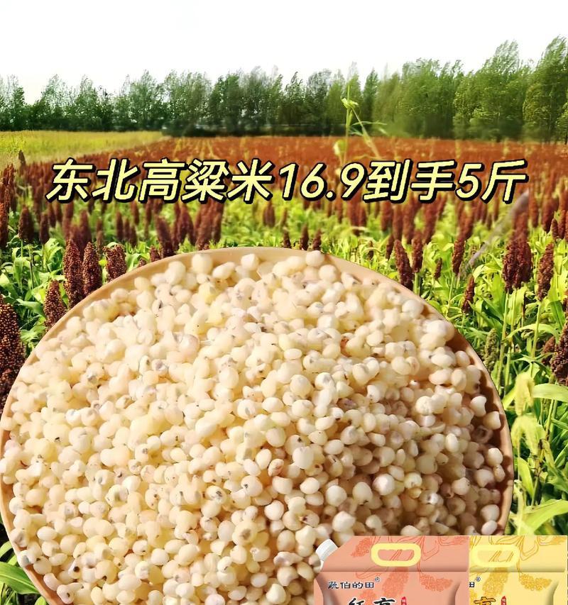 高粱的营养和功效（了解高粱，享受健康）
