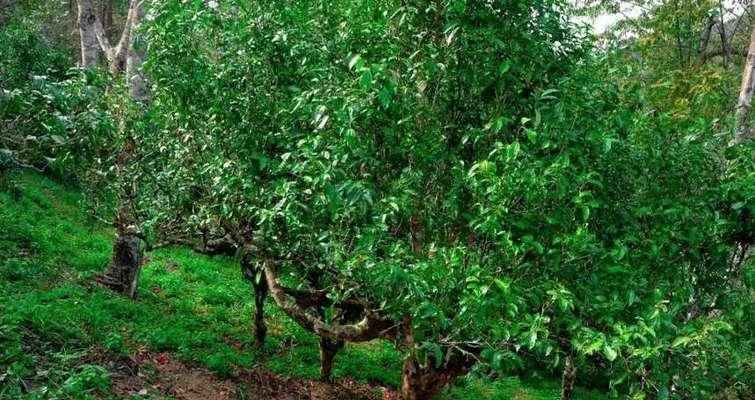 茶叶的生长习性特点和生长环境条件（探究茶叶生长的秘密，解密种植茶树的技巧）