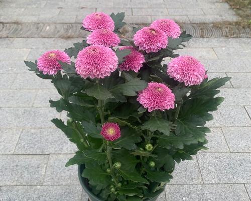 荷兰菊四季常青（以“多年生草本植物”为例，看荷兰菊不同季节的生长变化）