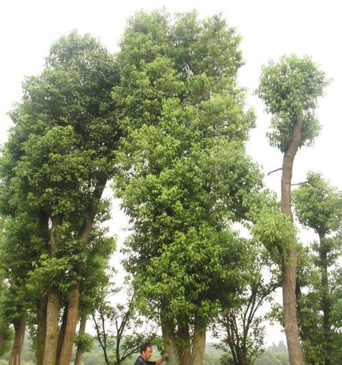 探寻香樟树——哪个市的市树？（从历史到现实，了解这个城市的象征）