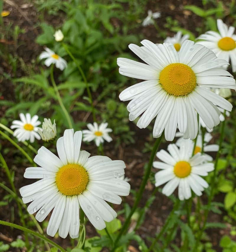 菊花——优美花卉中的明珠（探究菊花的种类、生长环境和药用价值）