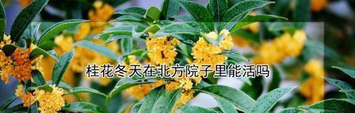 怎样安全越冬养护你的桂花？（注意事项让你的桂花过一个健康的冬季）