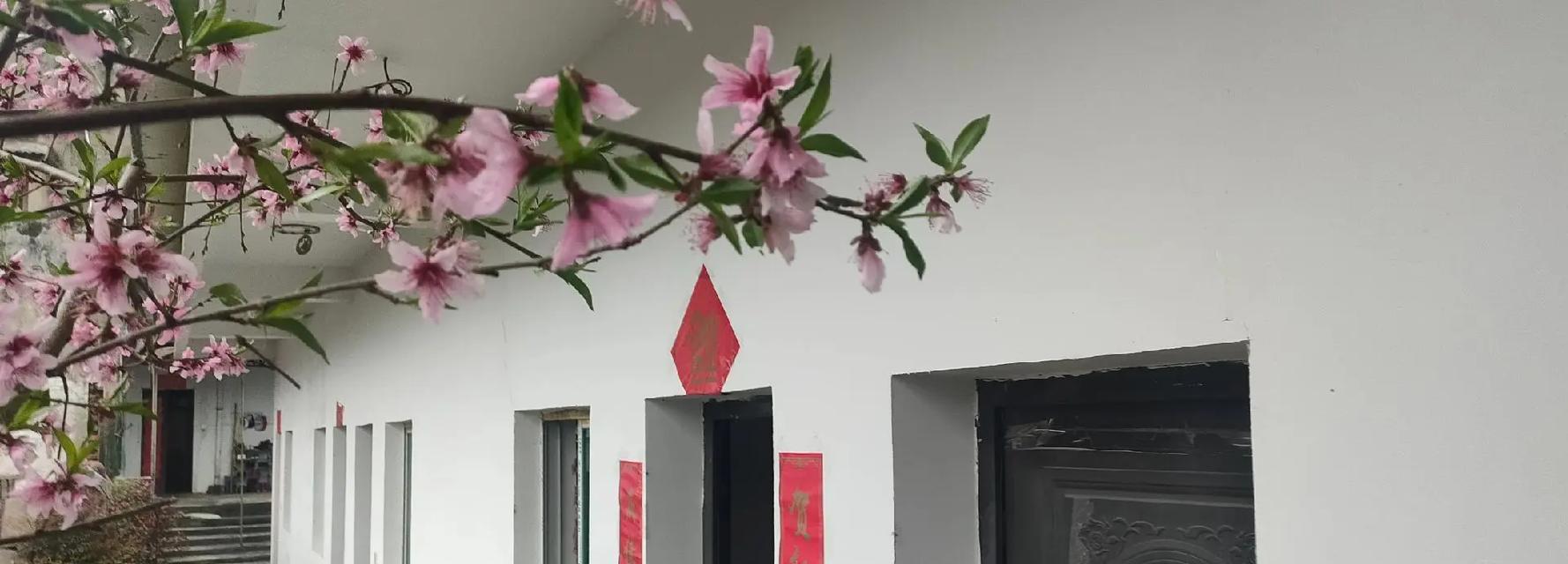 后院种植桃树的好处（让生活充满甜蜜）