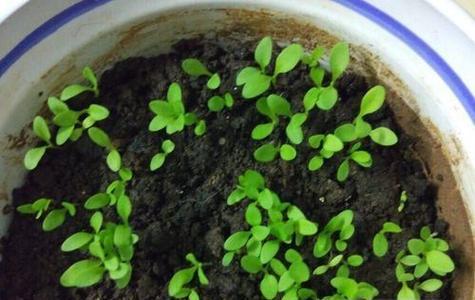 康乃馨种子的发芽时间及方法（种子的选取、管理和发芽方法，为您解决栽培难题）