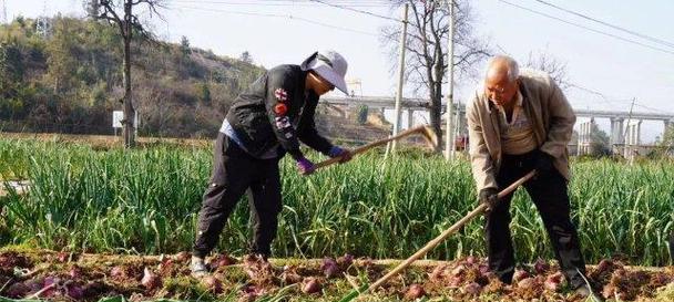 洋葱收获时间及栽培技巧（如何在正确的时间收获洋葱并获得高产）