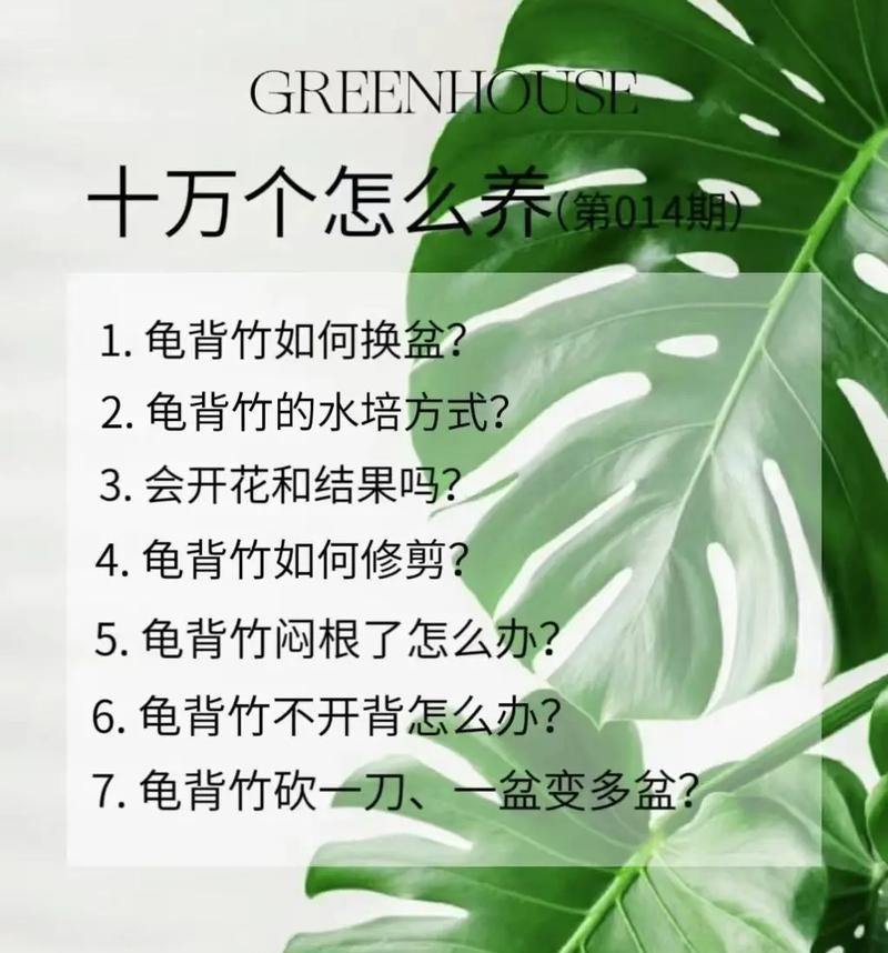 姬龟背竹养殖指南（打造多肉爱好者的绿色家园）