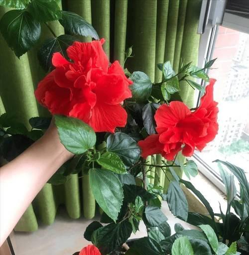 扶桑花的家庭养法（自家养花，一起品味美丽生活）