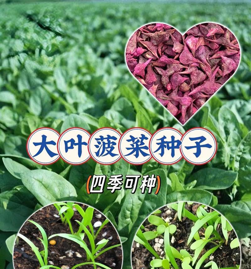 菠菜喜欢阳光吗？（探究菠菜对阳光的需求）