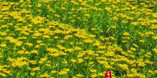 养心菜种植指南（时间、方法、技巧一网打尽）