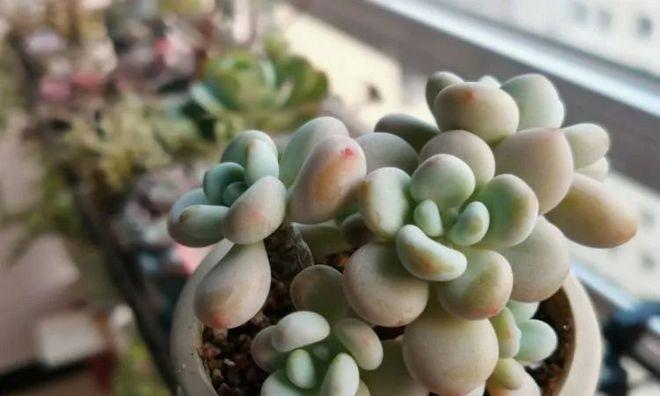 星乙女繁殖指南（方法与注意事项详解）