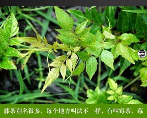 了解藤茶采摘时间和收获季节（掌握藤茶采摘的最佳时机，享受最佳品质）