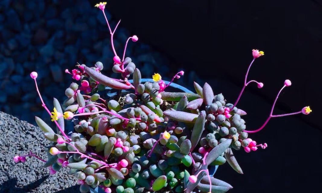 菊花的分类及生长习性（探究菊花的科属和特点，了解其生长习性）