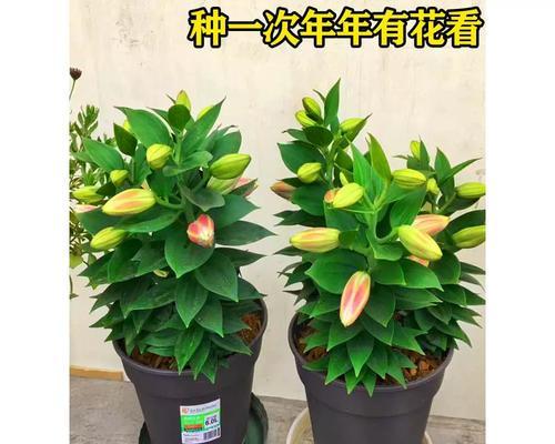 如何留下百合花的种子（简单易行的方法教您如何收集和保存百合花种子）