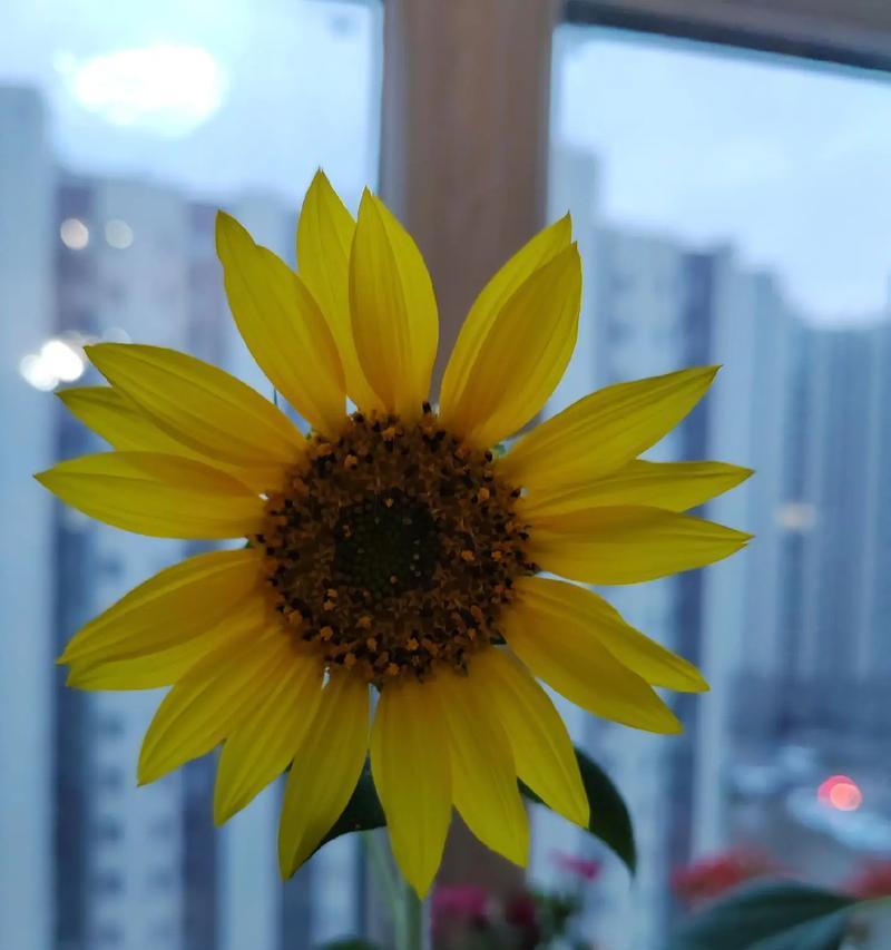 湖南可以种植向日葵吗？（探究湖南向日葵种植的可行性）
