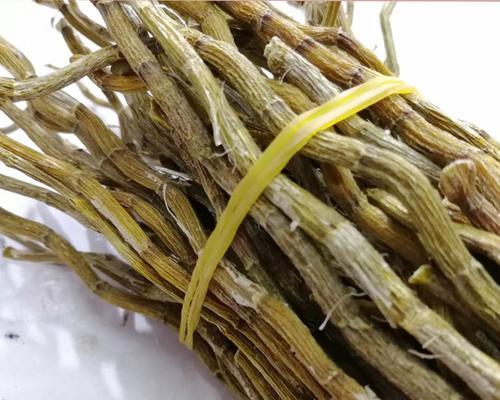 铁皮石斛的冬季防护措施（怕冷的铁皮石斛需要这样保护！）