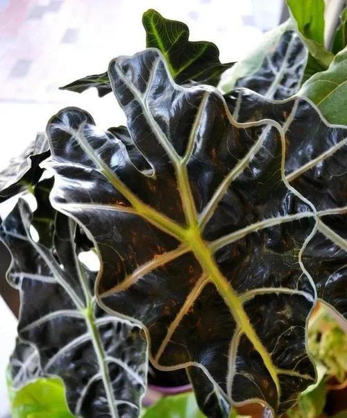 观音莲（探讨最佳种植方式，解析优缺点）