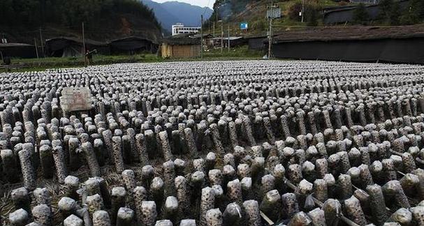 木耳生长的环境及特点（探究木耳生长的地理环境、温度条件、湿度要求及其它特点）